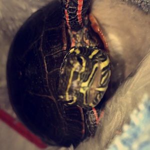 Meet your Posher, Sibelle